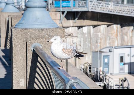 Die Möwe hockte auf einem Geländer am Grand Quay in Montreal, Quebec, Kanada Stockfoto