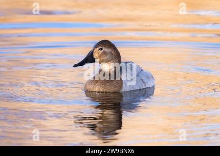 Eine Canvasback-Ente, von vorne aus gesehen, in einem hellen goldenen See in der Abenddämmerung. Stockfoto
