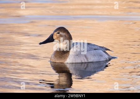 Eine weibliche Ente aus Canvasback, die in einem goldenen See aus nächster Nähe schwimmt. Stockfoto