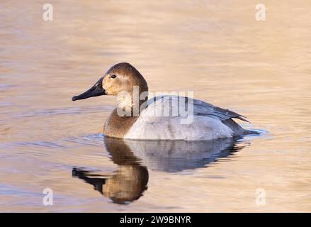 Eine weibliche Canvasback-Ente im Seitenprofil, schwebt im Licht reflektierenden Wasser. Nahansicht. Stockfoto