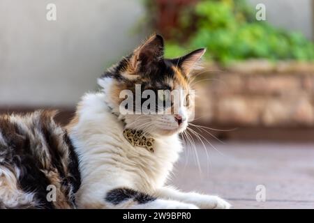 Eine weiße und graue Tabbykatze liegt draußen im Gras und genießt den warmen Sonnenschein Stockfoto