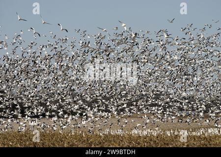 Snow and Ross's Gänse fliegen in Upper Deerfield Township, New Jersey. Stockfoto