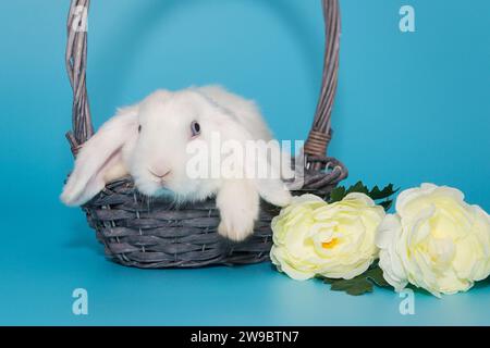 Weißes dekoratives Faltkaninchen in einem Korb und Blumen auf blauem Hintergrund Stockfoto
