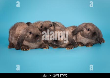 Fünf kleine Faltohr-Kaninchen sitzen auf einem Stapel, auf blauem Hintergrund Stockfoto