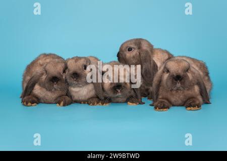 Fünf kleine Faltohr-Kaninchen sitzen in einer Reihe, auf blauem Hintergrund Stockfoto