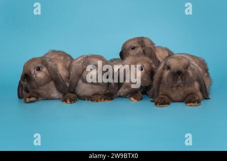 Fünf kleine Faltohr-Kaninchen sitzen auf einem Stapel, auf blauem Hintergrund Stockfoto