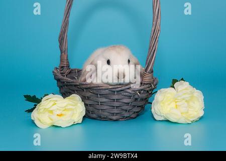 Weißes dekoratives Faltkaninchen in einem Korb und Blumen auf blauem Hintergrund Stockfoto