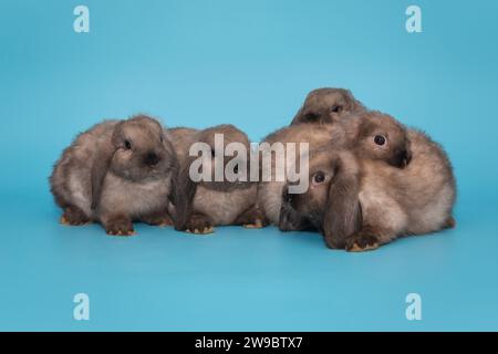 Fünf kleine Faltohr-Kaninchen sitzen auf einem Stapel, auf blauem Hintergrund Stockfoto
