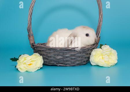 Weißes dekoratives Faltkaninchen in einem Korb und Blumen auf blauem Hintergrund Stockfoto