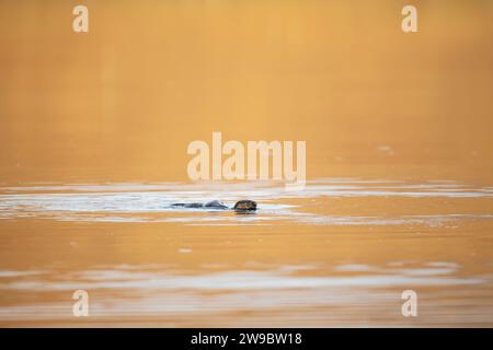 Europäischer Otter (Lutra lutra) schwimmt in einem goldenen Teich Stockfoto