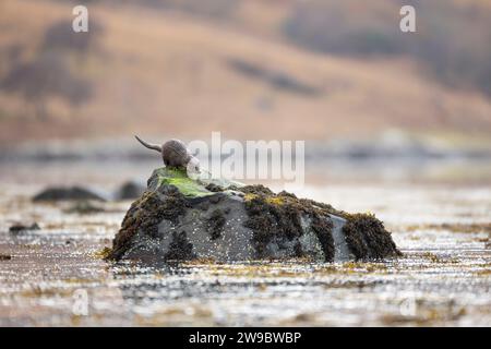 Europäischer Otter (Lutra lutra) auf einem Felsen in einem schottischen Loch Stockfoto