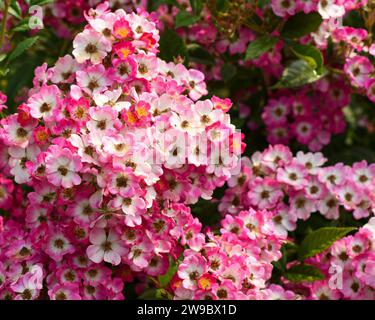 Rosafarbene Blütenblumen aus nächster Nähe Stockfoto