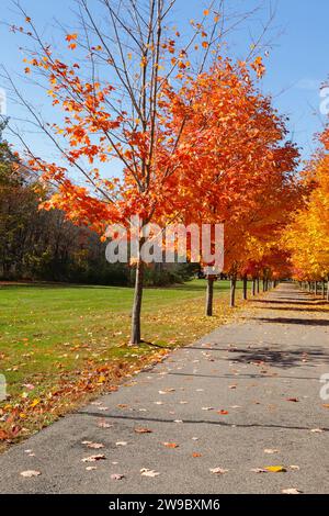 Ahornreihe in den Herbstmonaten in New Hampshire. Stockfoto