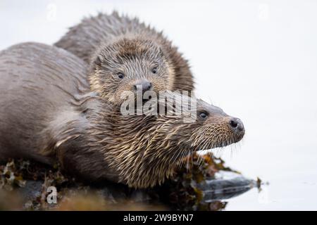 Europäische Otter (Lutra lutra) Mama und Jungtier Stockfoto