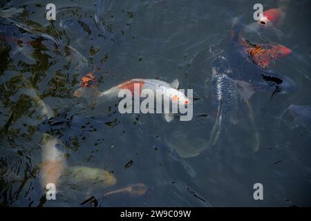 Bunte Koi-Fische im Teich Stockfoto