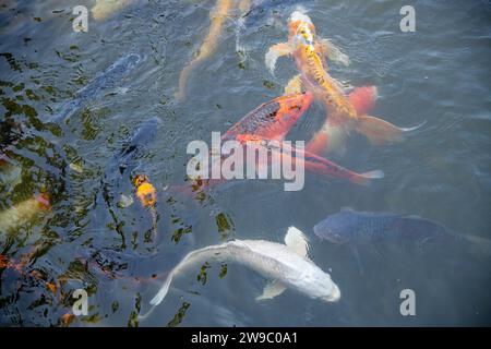 Bunte Koi-Fische im Teich Stockfoto