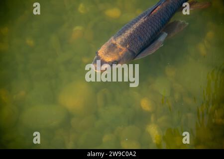 Bunte Koi-Fische im Teich Stockfoto