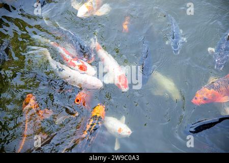 Bunte Koi-Fische im Teich Stockfoto