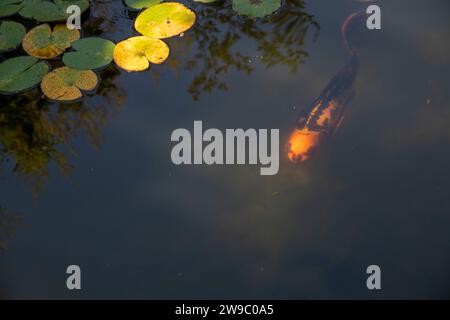 Bunte Koi-Fische im Teich Stockfoto