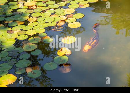 Bunte Koi-Fische im Teich Stockfoto