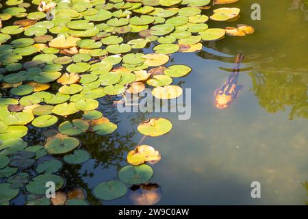 Bunte Koi-Fische im Teich Stockfoto