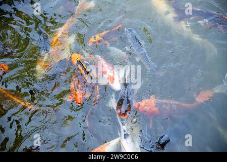 Bunte Koi-Fische im Teich Stockfoto