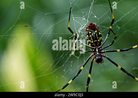 Joro Spinnen auf einem Spinnennetz Stockfoto