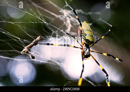 Joro Spinnen auf einem Spinnennetz Stockfoto