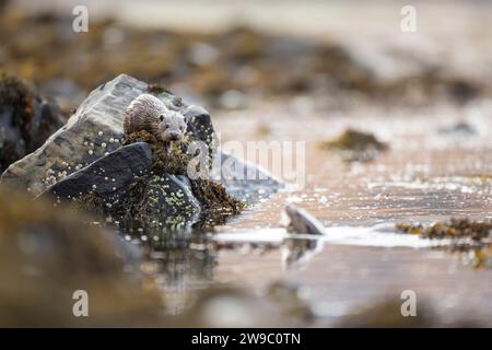 Europäischer Otter (Lutra lutra), der auf einem Felsen in einem schottischen Loch sitzt Stockfoto