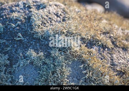 Flechten auf der Atlantikinsel Ouessant Stockfoto