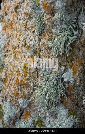 Flechten auf der Atlantikinsel Ouessant Stockfoto