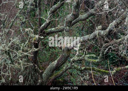 Vom Wind formte Bäume im Innern der Atlantikinsel Ouessant Stockfoto