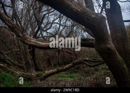 Vom Wind formte Bäume im Innern der Atlantikinsel Ouessant Stockfoto