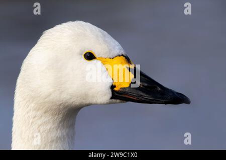 Porträt Von Bewick Schwanenkopf Stockfoto