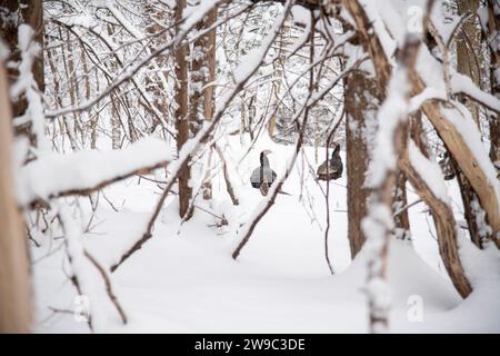 Wilder truthahn im verschneiten Wald Stockfoto