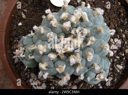 LOPHOPHORA WILLIAMSII „PEYOTE“ Stockfoto