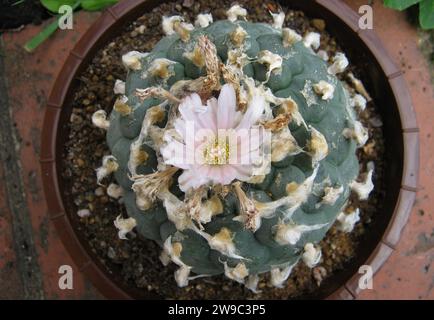 LOPHOPHORA WILLIAMSII „PEYOTE“ Stockfoto