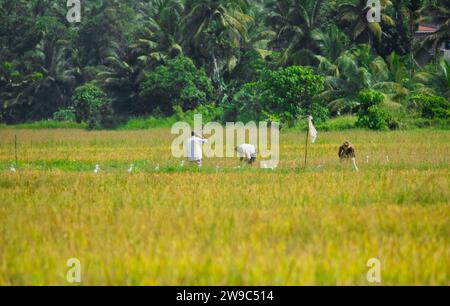 Einige unbekannte Männer arbeiten auf einem Reisfeld in sri lanka Stockfoto