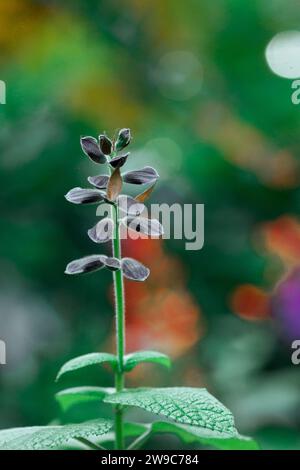 Brasilianische Anisesage. Salvia guaranitica auf grünem Hintergrund. Winzige violette Blüten im botanischen Garten. Kleine Blütenknospen geschlossen. Staudenpflanzen. Stockfoto