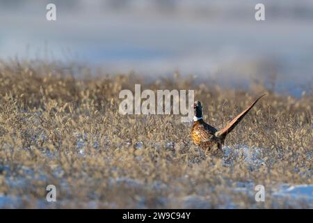 Hahn Fasan an an einem Wintertag in North Dakota Stockfoto