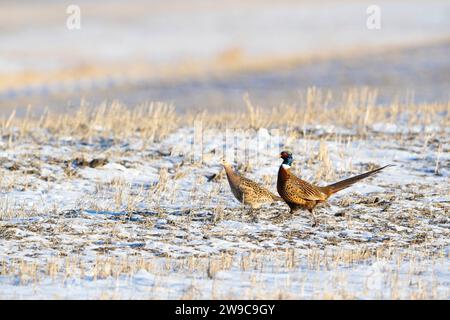 Hahn Fasan an an einem Wintertag in North Dakota Stockfoto