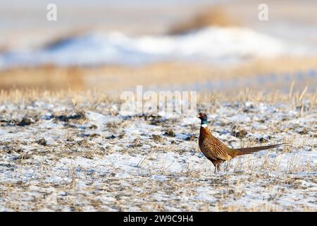 Hahn Fasan an an einem Wintertag in North Dakota Stockfoto