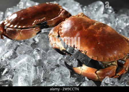 Leckere gekochte Krabben auf Eiswürfeln, Nahaufnahme Stockfoto