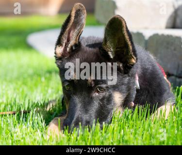 Junger Schäferhund mit der Nase im Gras, schläfrig im Garten. Stockfoto