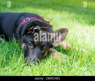 Schlafender Schäferhund, der auf dem sonnigen Gras des Hinterhofs liegt. Stockfoto