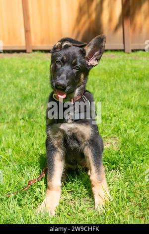 Junge Schäferhund-Welpe üben Sitzen und Kopf neigen, ihre Zunge mit einem schlaffen Ohr herausstechen. Stockfoto