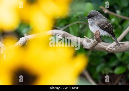 Eastern Phoebe (Sayornis phoebe) thronte auf einem Zweig in einem Blumengarten im Atlanta Botanical Garden in Atlanta, Georgia. (USA) Stockfoto