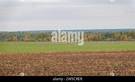 Riesige Kräne an einem frühen Herbstmorgen auf einem gepflügten Feld. Kräne (Grus grus) tanzten Ende Oktober während der Migräne auf einem Bauernhof Stockfoto