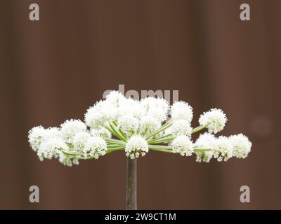 Nahaufnahme einer giftigen Hemlockblume mit einem Blumenschirm vor braunem Hintergrund. Fotografiert mit geringer Schärfentiefe. Stockfoto