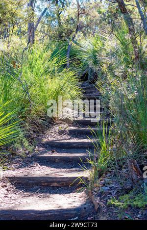 Holztreppen auf einem Pfad im Ku-Ring-gai-Nationalpark, der zwischen einheimischen australischen Bäumen und Gräsern führt Stockfoto